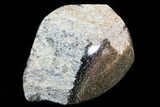 Polished Dinosaur Bone (Gembone) Section - Colorado #72984-2
